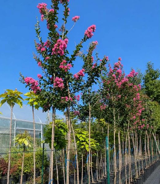Lagerstroemia indica pink na 200cm kmeni